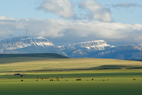 Beef cattle graze on lush spring grass in front of Sawtooth Ridge near Augusta Montana.